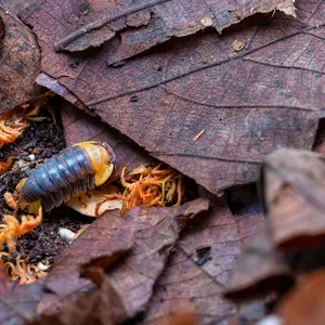 Pisgah Forest Leaf Litter Mix - 1 Gallon Bag of Organic Leaf Litter for Terrariums, Vivariums, and Gardening