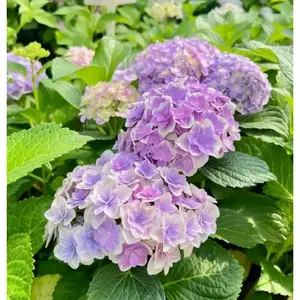 100PCS 3 in 1 Hydrangea Seeds Perennial Hardy Garden Shrub Bloom Flower