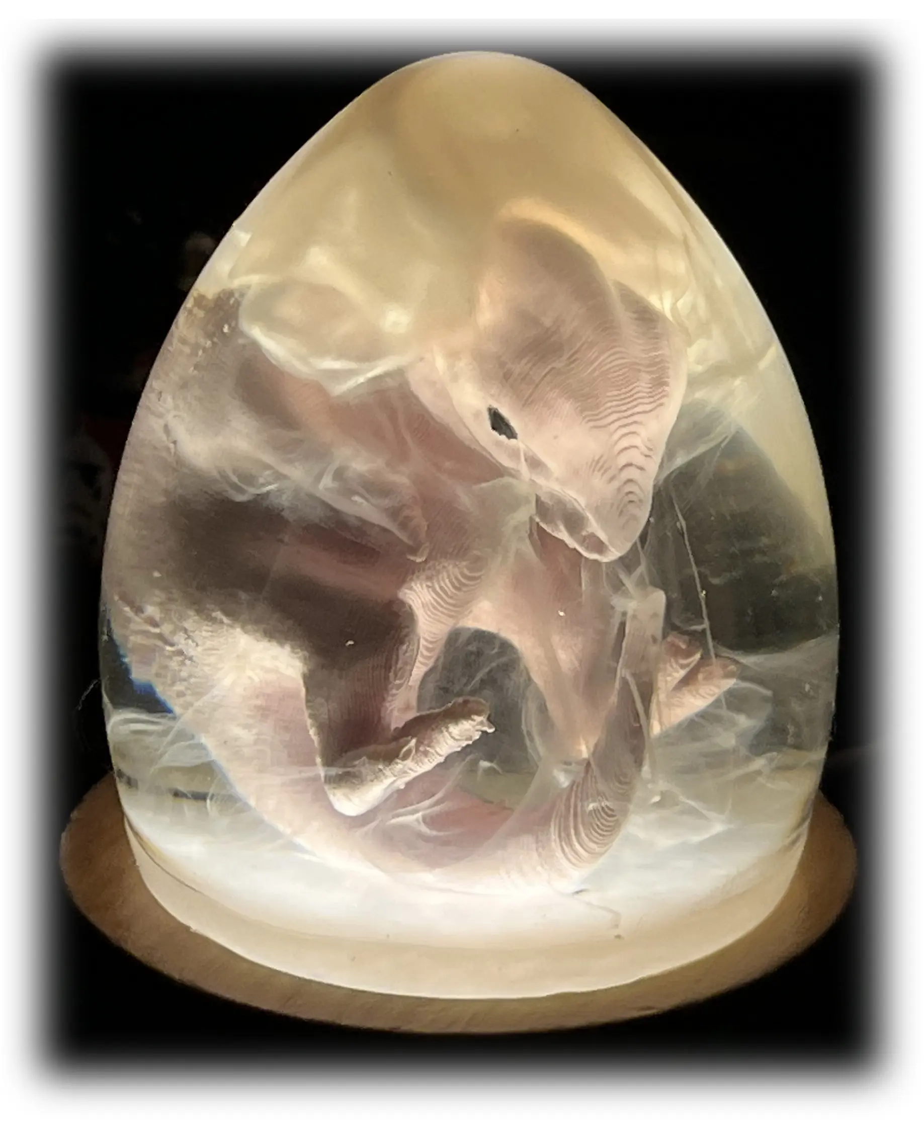 EPOXY RESIN CRAFTED VELOCIRAPTOR EMBRYO EGG - 3D PRINTED AND RESIN VELOCIRAPTOR EGG STATUE