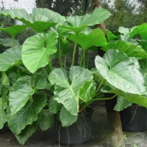 Giant Elephant Ear Philodendron - Monster Philodendron Giganteum 2-3ft live plant