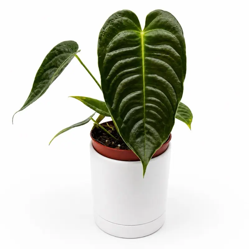 Anthurium Veitchii king narrow form  4" Pot  plant Rare Heart-Shaped  Leaves with White Veins for Indoor Gardens  Color Easy Care Plant