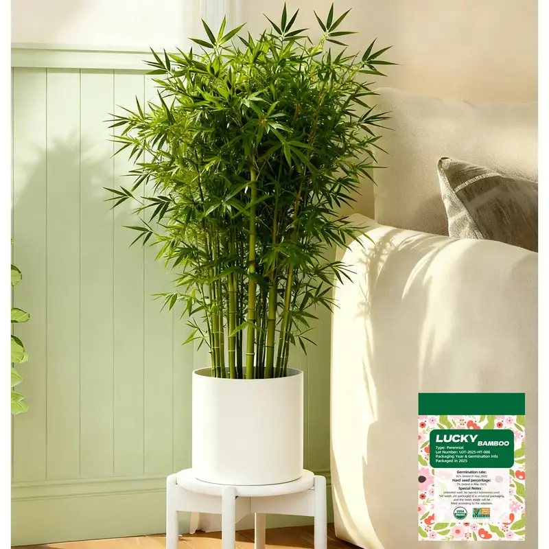 does lucky bamboo need sun - TikTok Shop