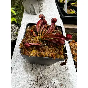 Sarracenia psittacina