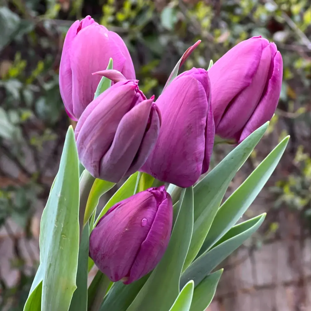 Black Hero Tulip Bulbs, Luxurious Deep Purple-Black Cup Shaped Blooms, Hardy Perennial Spring Flowers, Easy to Grow for Garden Landscaping, Patio Pots & Cut Flower Decor