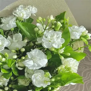 【 Buy two, get one free】for 50 Non-GMO Climbing Silver Jasmine Seeds - Aromatic Evergreen, Ideal Decor Choice for Garden & Balcony