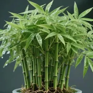 100 pcs Cypress Seed LiveIndoor Houseplants for HomeDecor Bamboo Plant Indoor LowLight Plants Feng Shui All Seasons