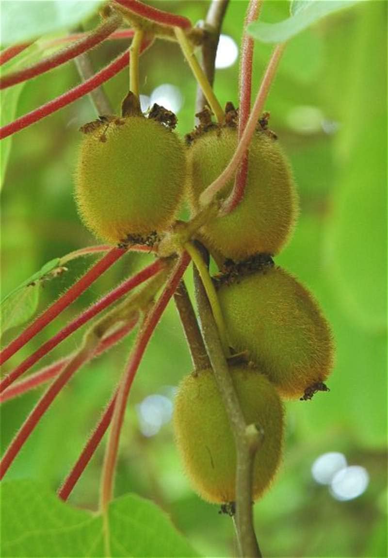 Kiwi Fruit Seeds (25 Seeds) Kiwi, Kiwi Fruit, Chinese Gooseberry, Actinidia chinensis, Actinidia,