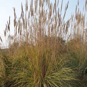 Muhlenbergia rigens - Deer Grass