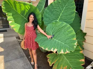 GIANT Elephant Ear Colocasia Bulbs (2 Bulbs)