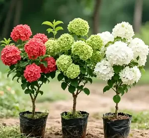 Bright Hydrangea Live Plant, Clumped Hydrangea with Lemon Green to Pink Flowers, Hardy Shrub, Perfect for Garden Borders or Potted Plants