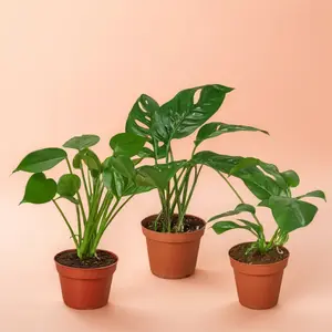 4" Pot Monstera Bundle - 3 Indoor Live Plants Included: Monstera Deliciosa, Adansonaii & Minima: All Air Purifying & Very Beginner Friendly,  Ideal for Home Decor Houseplants