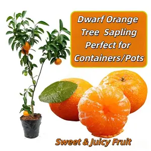 Grafted Orange Citrus Tree – 1-2 Year Live Plant, US-Grown Local Nursery Stock, Sweet Juicy Fruit-Bearing Tree for Growing Fruit, Grow Fruit