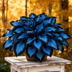 800pcs Hosta Seeds Perennial Shade Plant for Garden and Yard USA-Made Non-GMO with Care Instructions Suitable for All Seasons