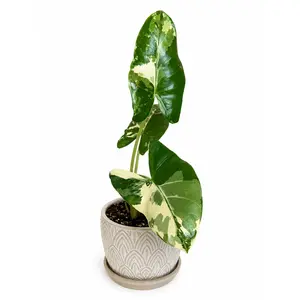 4" Alocasia Okinawa Variegated