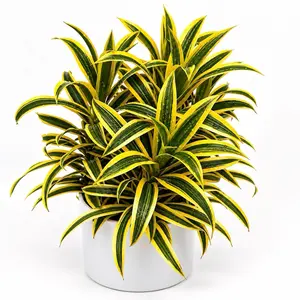 Variegated Dracaena song of India 6" pot Live Indoor Tree, 6-Inch Pot for Home Garden Decor