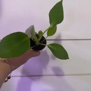 Philodendron warcsewiczii selloum