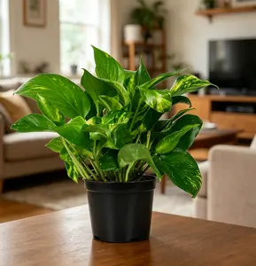 RZ-18 / 4 Inch Potted Marble Queen Pothos Live Trailing Houseplant, Heart-Shaped Vining Foliage With Cream White & Soft Green Marbled Variegation