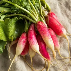 Hong Vit Radish Organic Seeds (Raphanus sativus) – Fast-growing Asian radish with vibrant pink stems and spicy greens. Excellent for microgreens.