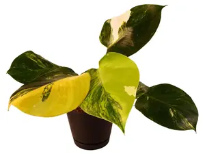 Philodendron White Wizard Tricolor 4" Potted Live Plant - Philodendron erubescens - Rare Tricolor Variegation - Golden & Mint Splashes - Elite Collector's Aroid - High Contrast Foliage - Unique Climbing Plant - Statement Houseplant