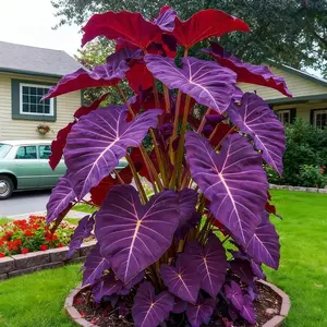 800Pcs Hosta Seeds – Ideal for Shady Borders, Rock Gardens & Pathway Edges