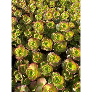 Dragon's Blood Sedum - Stonecrop - Loves the Sun - Live Plant - Quart Pot