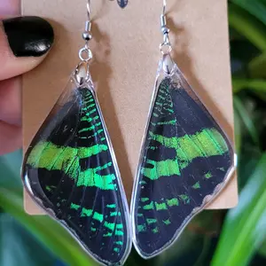 Real Madagascan Sunset Moth Wing Earrings