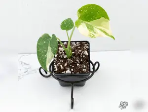 Monstera Deliciosa 'Thai Constellation' *Grower's Choice*