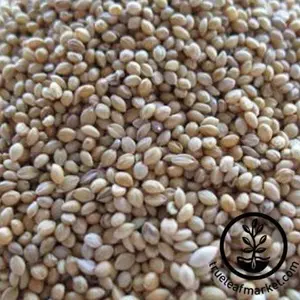 Millet Seeds - German Golden