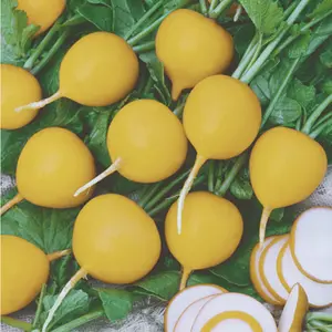 Heirloom Golden Helios Radish Seeds - Organic and Regenerative Gardening Seeds