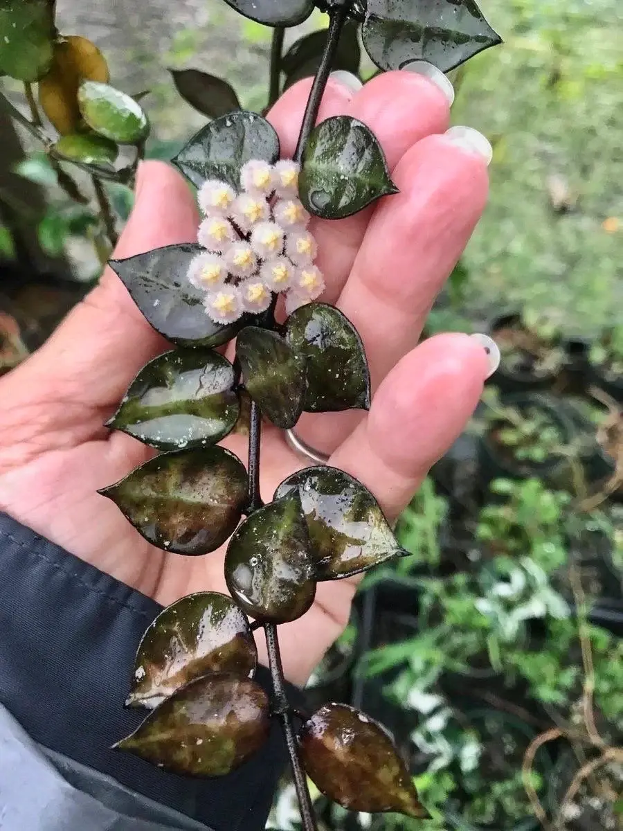 Hoya Krohniana Black – Rare Dark-Leafed Wax Plant | Easy Indoor Vine for Hanging Pots or Shelf Decor