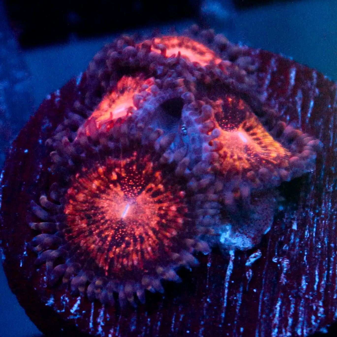 JC Speckled Kraze Zoanthid