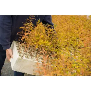 Baldcypress | Bulk Nursery Lots