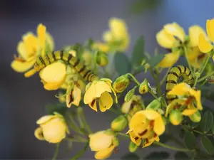 LIVE PLANT 3ft Bahama cassia Senna mexicana Chapman's Sensitive Plan attracts BUTTERFLIES