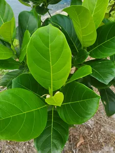 Fresh Green Jackfruit Leaves - Fresh Green ORGANIC from South Florida. NOT DRY Leaves. Cowa Leaves Picked 10 minutes before shipment