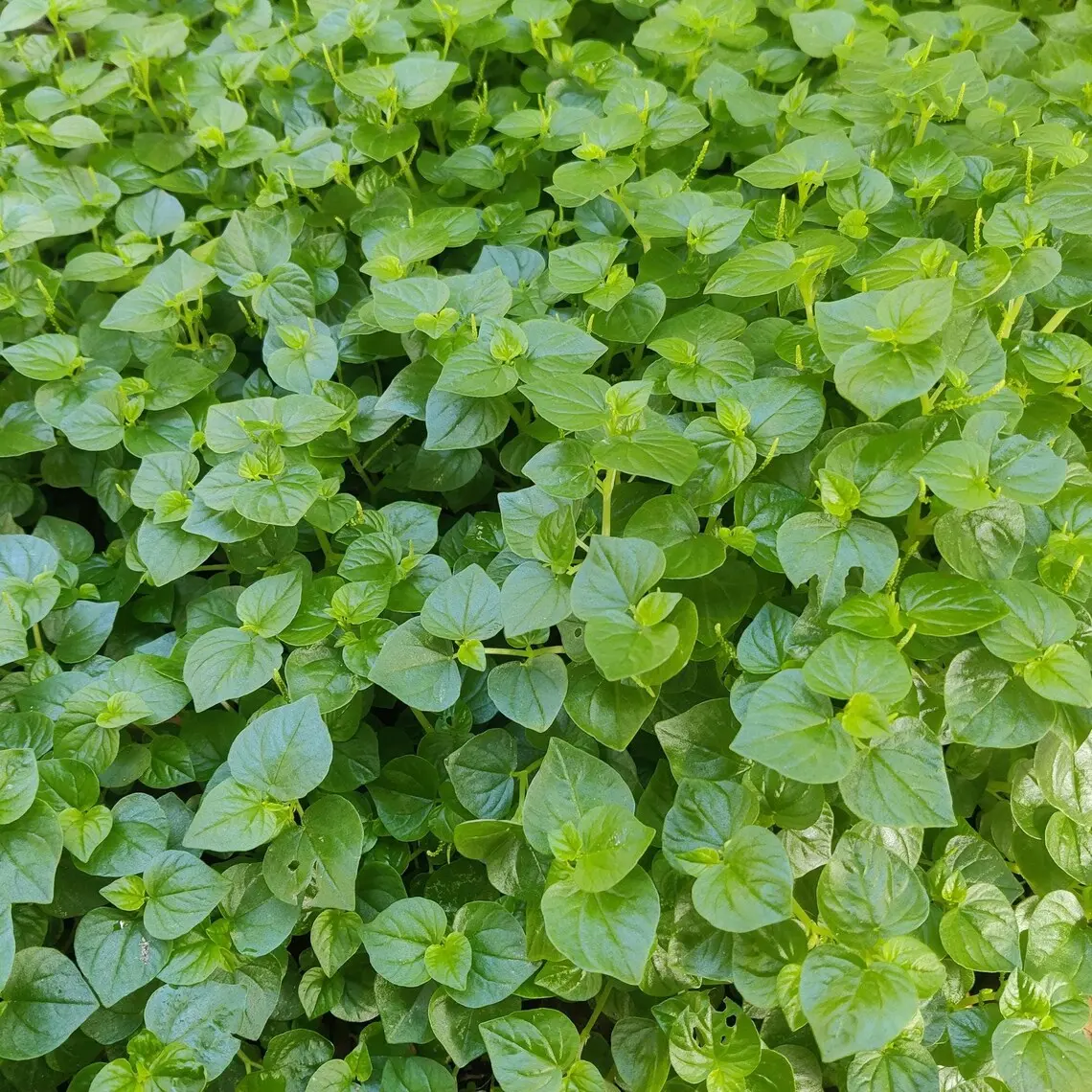 Peperomia Pellucida Seeds | Shiny Bush Herb Plant | Tropical Edible Garden Herb | Rare Medical Herb Herb Vegetable Seeds Home Planting Seeds