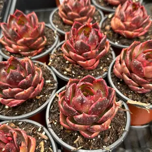 Echeveria agavoides ‘Red Light’ (around 2.5'')- Bare Root Succulents - Terra Tales