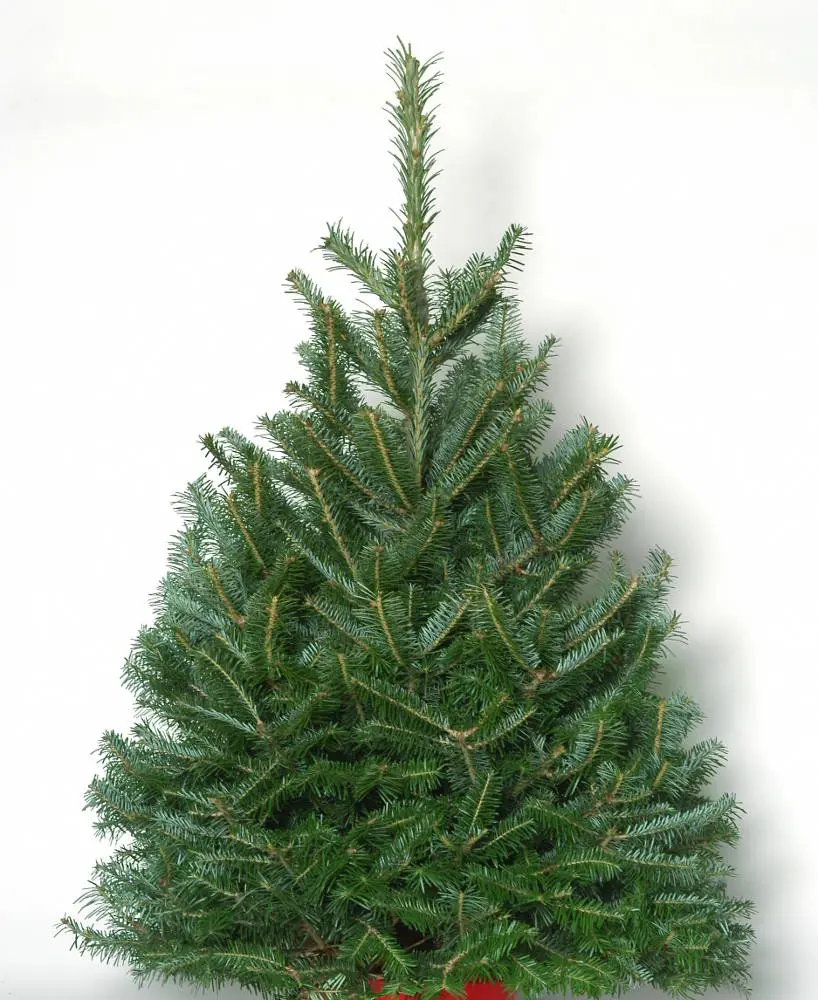 NW Orchids FF0304 Tabletop Fraser Fir Christmas Tree Fresh-cut 3-4 ft