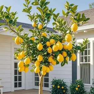 50 Lemon Seeds – Beginner-Friendly Citrus for Pots, Patios & Outdoor Gardens (Seeds Only)