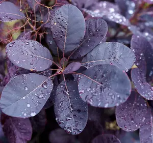 Royal Purple Smoke Bush Tree Seeds - 110 pcs, Vibrant Red & Purple Leaves, Ideal for Gardening Enthusiasts Mixed Color