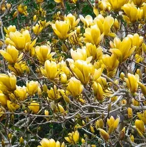 Yellow Bird Magnolia Tree Yellow Magnolia Shrub Gallon pot 1-2'Tall