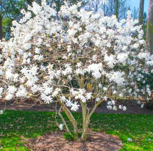 Star Magnolia Tree Live Plant - White Magnolia Flowers Bush 12 to 18 Inches Height - Gallon Pot - No Ship To AK, HI and P.R.