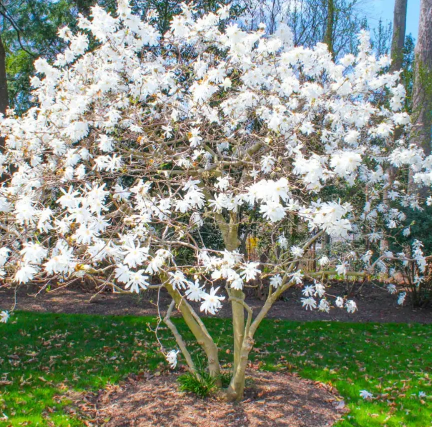 Star Magnolia Tree Live Plant - White Magnolia Flowers Bush 12 to 18 Inches Height - Gallon Pot - No Ship To AK, HI and P.R.