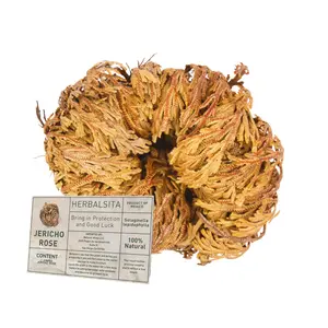 1 Big Size Rosa de Jericó (Resurrection Plant) 2.5’’–3.5’’, Large Premium Jericho Flower, Natural Dried Decorative Botanical Plant for Home Decor, Bowls, Centerpieces and Traditional Display Use