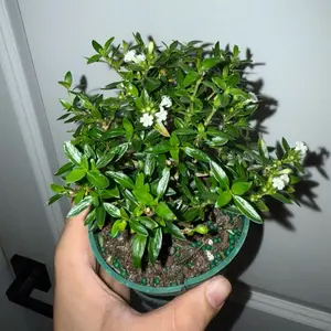 Serissa Bonsai in a 4” Pot Live Houseplants