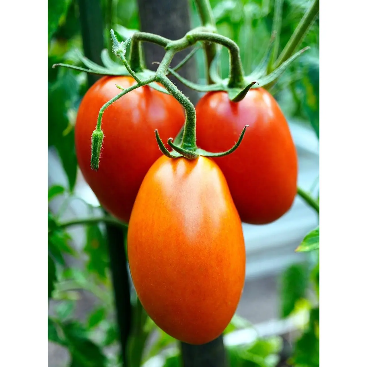 Heirloom Roma Non-GMO Live Tomato Plant - Pear Shaped Body, Paste Ideal, Few Seeds, Pot-Grown, Canning Ready, Full Sun Tolerant, Versatile Home Garden Supply for Home Gardeners