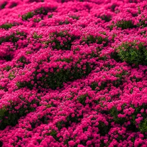 1600+ Magic Red Creeping Thyme Seeds for Planting Perennial Thyme Heirloom Flowers Non-GMO Ground Cover Plants for Garden Outdoor