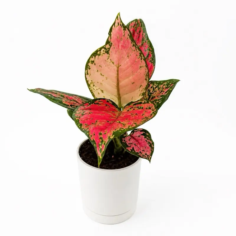 Aglaonema Lady valentine 4" pot Rare House Plant - Perfect for Beginners and Indoor Home Decoration