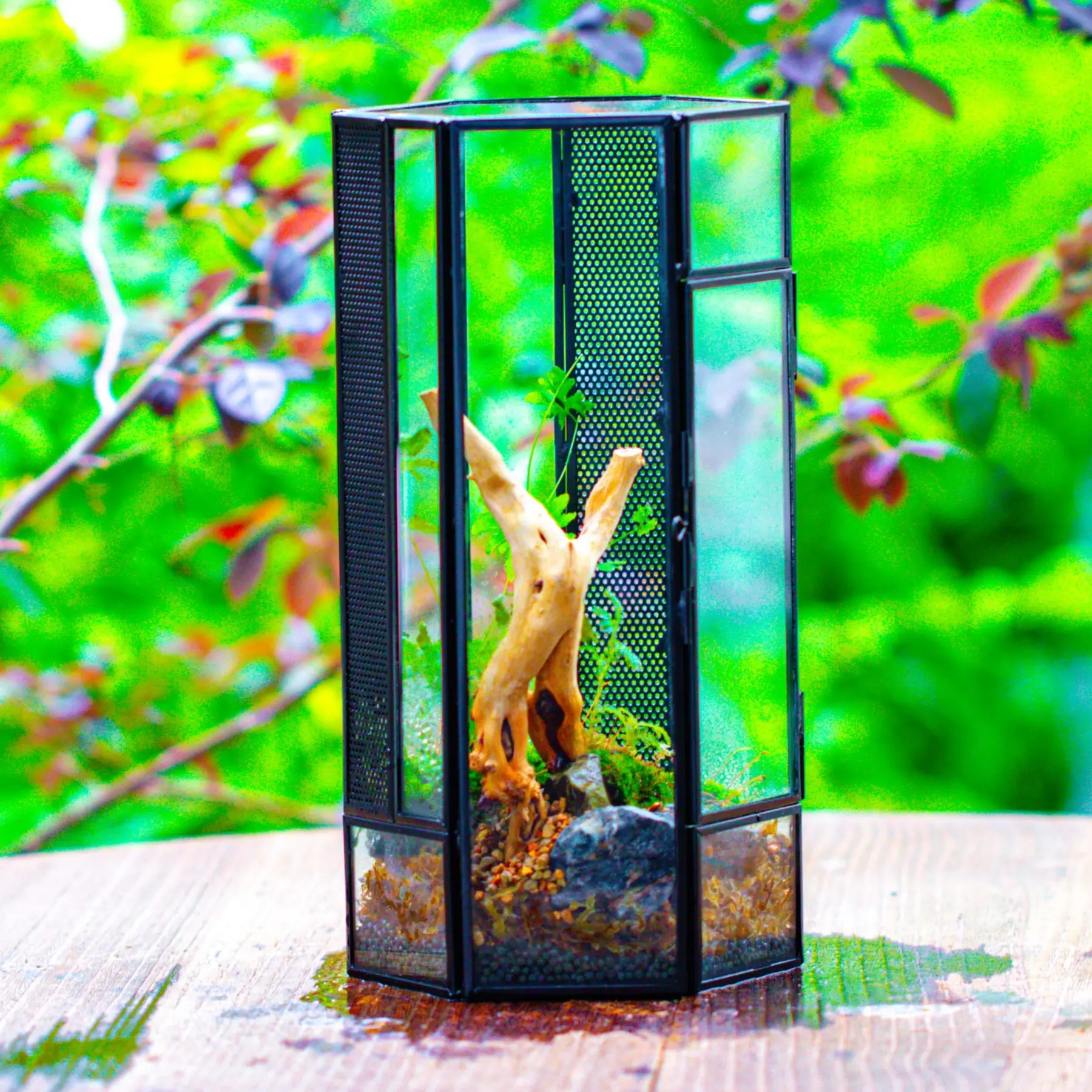 NCYP Small Hexagon Shaped Enclosure Terrarium with Mesh, 4.9x4.3x9.4 inches Tabletop Jumping Spider, Small Insect Habitat, Vertical Placed (Terrarium Only)