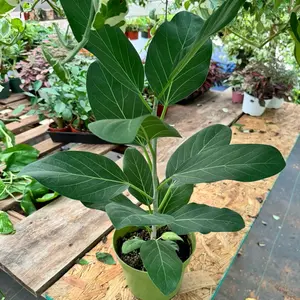 Ficus Audrey 6 inch pot plant