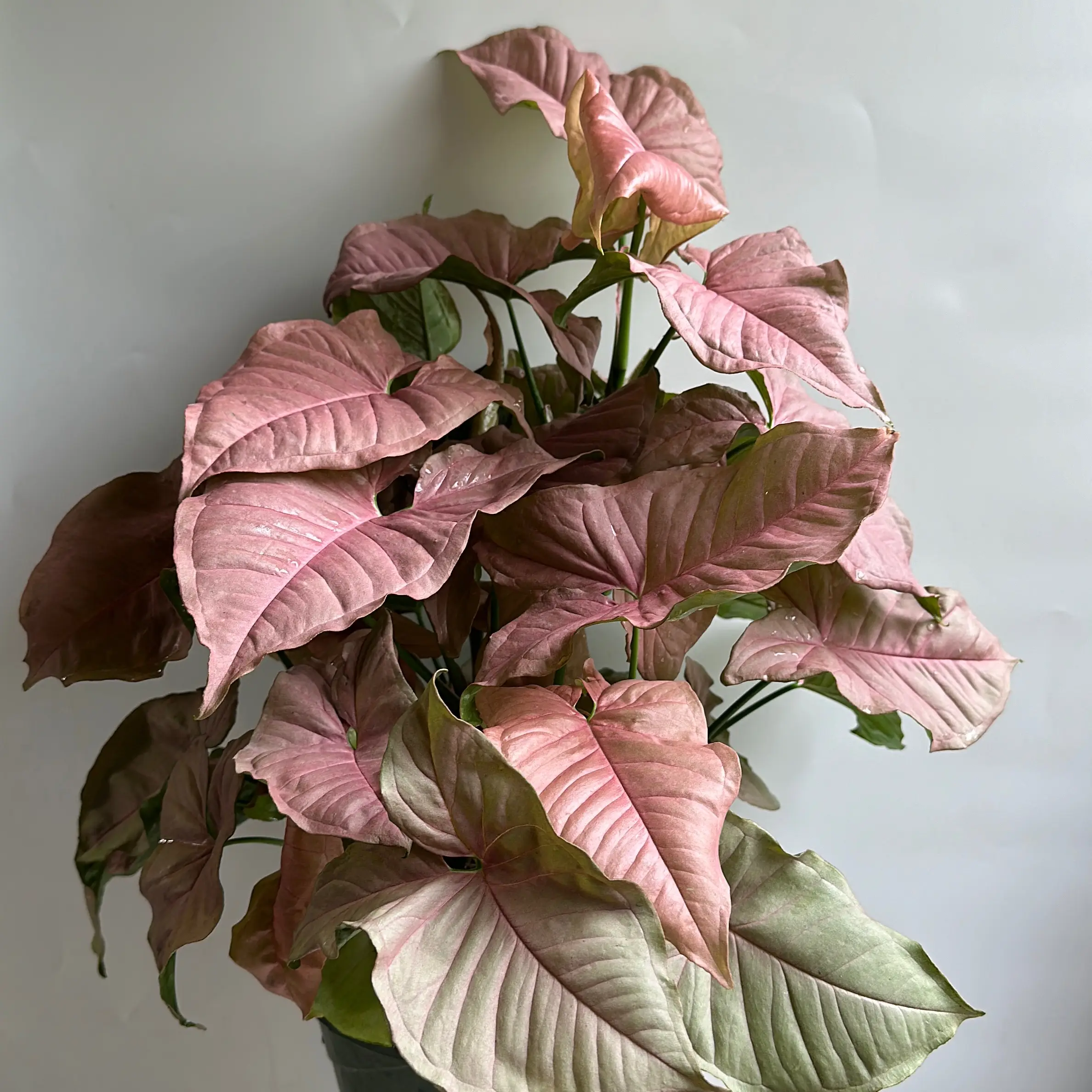 Syngonium Neon Pink 8" HB House Plant - Unique Leaves, Indoor Decor, Live Tropical House Plant